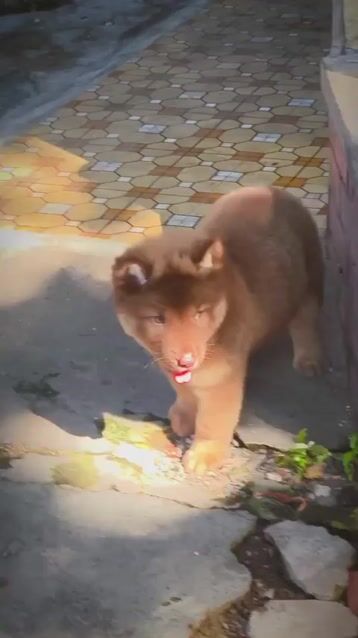 Chó mông cộc đực. Mua bán Chó tại Quận Gò Vấp Tp Hồ Chí Minh được đăng bởi Lan Phương hình 1