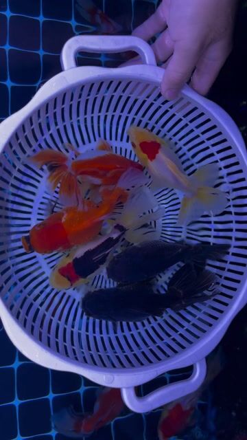 Cá Oranda size 3.5–4 ngón–119k | MUA LÀ CÓ QUÀ. Mua bán Thú cưng khác tại Huyện Bình Chánh Tp Hồ Chí Minh được đăng bởi ZAN AQUA hình 1