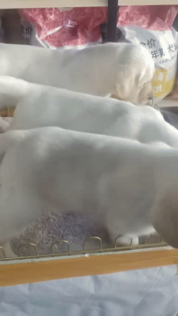 labrador. Mua bán Chó tại Quận Long Biên Hà Nội được đăng bởi Pet home hình 1