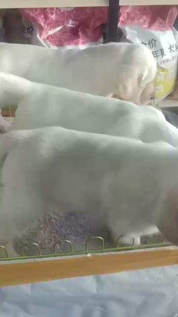 labrador. Mua bán Chó tại Quận Long Biên Hà Nội được đăng bởi Pet home hình 1