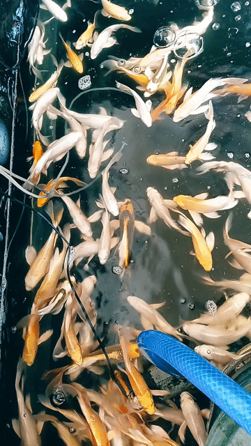 Cá Koi nhiều màu cá phi tần tại hẻm p.bmt daklak. Mua bán Thú cưng khác tại Thành phố Buôn Ma Thuột Đắk Lắk được đăng bởi Tiệm Cá Cảnh Bá Phong BMT hình 1