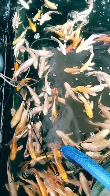 Cá Koi nhiều màu cá phi tần tại hẻm p.bmt daklak. Mua bán Thú cưng khác tại Thành phố Buôn Ma Thuột Đắk Lắk được đăng bởi Tiệm Cá Cảnh Bá Phong BMT hình 1