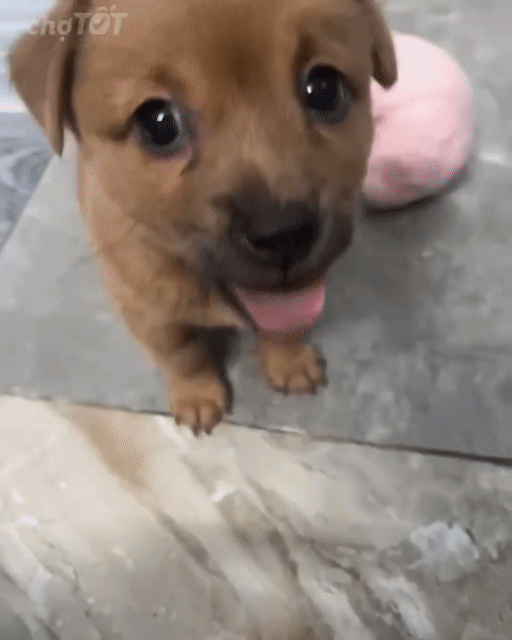Chó Chihuahua lai Nhật cái. Mua bán Chó tại undefined Tp Hồ Chí Minh được đăng bởi Duy Lê hình 1