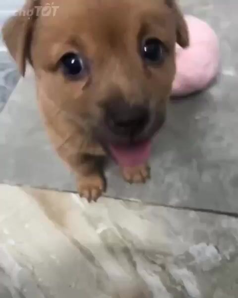Chó Chihuahua lai Nhật cái. Mua bán Chó tại undefined Tp Hồ Chí Minh được đăng bởi Duy Lê hình 1
