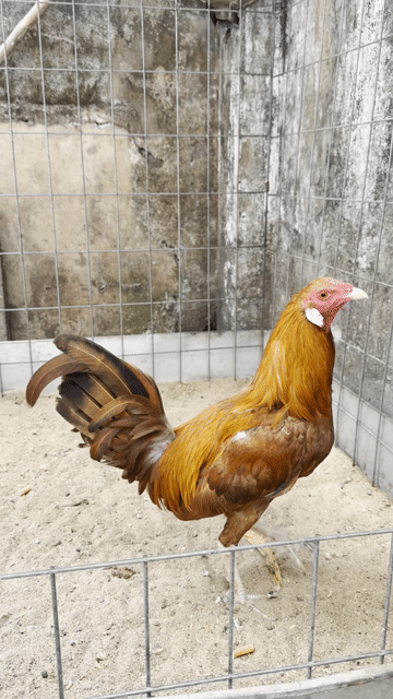 Gà chọi Mỹ Simon tơ. Mua bán Gà tại Quận 8 Tp Hồ Chí Minh được đăng bởi Tấn Sang hình 1