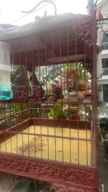 Chim chào mào. Mua bán Chim tại Quận Thanh Xuân Hà Nội được đăng bởi phuong hình 1