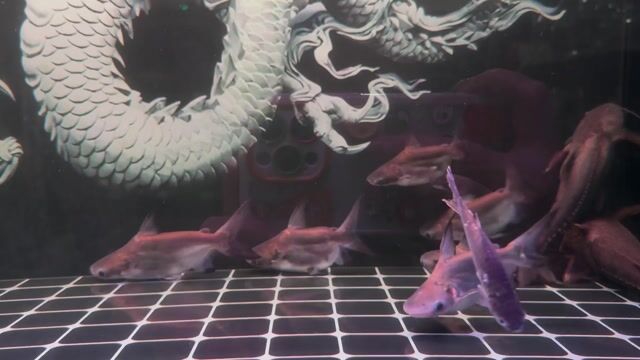 Cá Thành cát tư hãn 15-17cm short và super short. Mua bán Thú cưng khác tại Thành phố Thủ Đức Tp Hồ Chí Minh được đăng bởi Cá Cảnh Hưng Nguyễn  hình 1