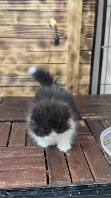 Mèo Munchkin lùn đực lông ngắn dài cực xinh luôn. Mua bán Mèo tại Thành phố Thủ Đức Tp Hồ Chí Minh được đăng bởi Âu Minh Huy hình 1