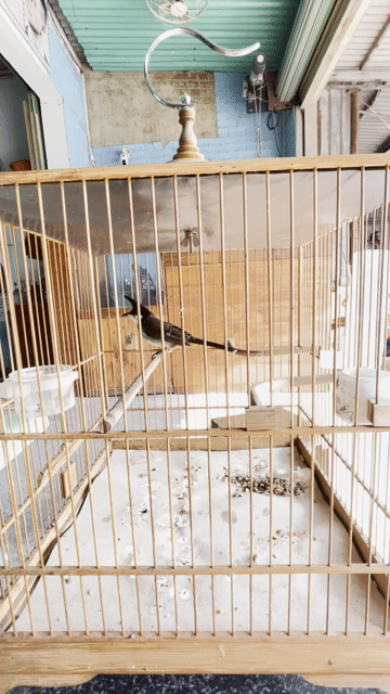Chim bông lem chốp cánh. Mua bán Chim tại Huyện Vĩnh Cửu Đồng Nai được đăng bởi choixongdong hình 1