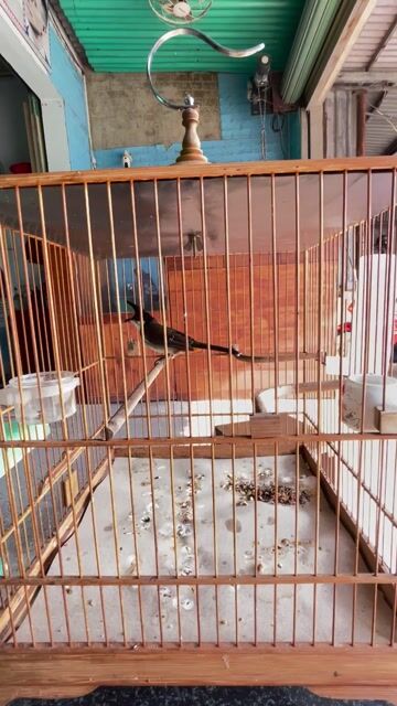 Chim bông lem chốp cánh. Mua bán Chim tại Huyện Vĩnh Cửu Đồng Nai được đăng bởi choixongdong hình 1