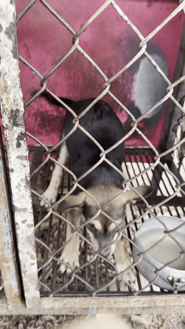 Chó Phú Quốc lai Husky Đen Nâu Trắng. Mua bán Chó tại Thành phố Biên Hòa Đồng Nai được đăng bởi Huy hình 1