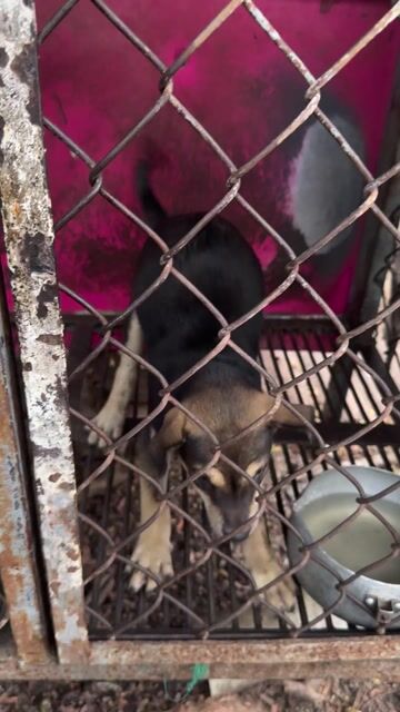 Chó Phú Quốc lai Husky Đen Nâu Trắng. Mua bán Chó tại Thành phố Biên Hòa Đồng Nai được đăng bởi Huy hình 1