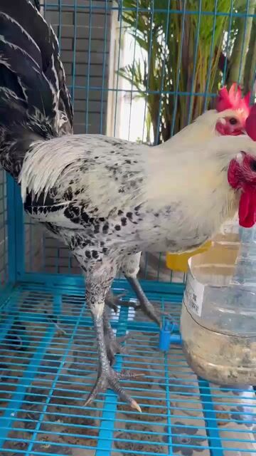 Gà Ai Cập trống 9 tháng. Mua bán Gà tại Quận Gò Vấp Tp Hồ Chí Minh được đăng bởi TRỊNHMY LAND hình 1