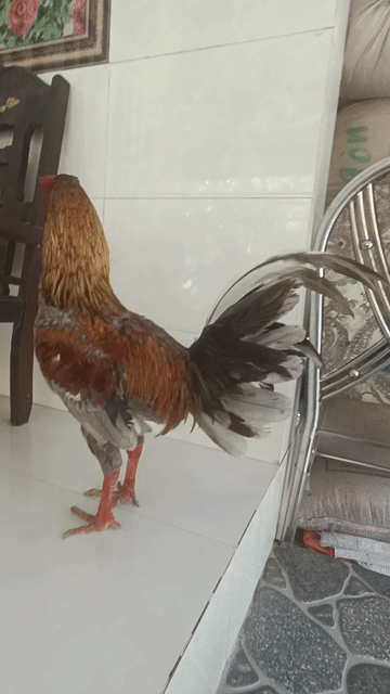Gà chọi Xám 2.3kg Đực. Mua bán Gà tại Huyện Cái Bè Tiền Giang được đăng bởi Nguyễn Chí hình 1
