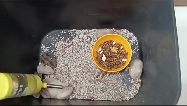 Chuột Hamster Winter White. Mua bán Thú cưng khác tại Huyện Củ Chi Tp Hồ Chí Minh được đăng bởi Trí Lê hình 1
