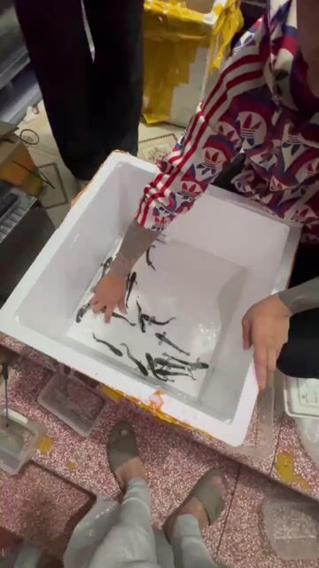 Lóc nữ hoàng indo 11-13. Mua bán Thú cưng khác tại Quận 10 Tp Hồ Chí Minh được đăng bởi  Quân chơi lóc lạnh hình 1