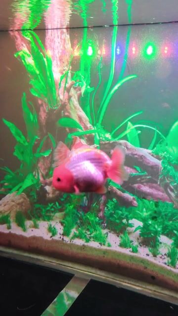 Cá vàng RC và ORD đuôi lụa kèm hồ. Mua bán Thú cưng khác tại Huyện Hóc Môn Tp Hồ Chí Minh được đăng bởi Hiển Lê hình 1