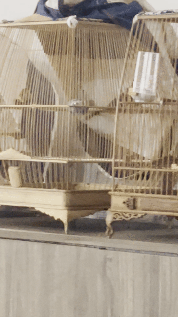 Chim bổi khỏe mạnh nhanh nhẹn. Mua bán Chim tại Quận Bình Tân Tp Hồ Chí Minh được đăng bởi Trưởng Trần hình 1
