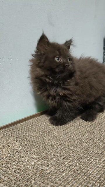 HCM Vũng Tàu bán em ALD đực socola quyến rũ i. Mua bán Mèo tại Quận 5 Tp Hồ Chí Minh được đăng bởi Miss An hình 1