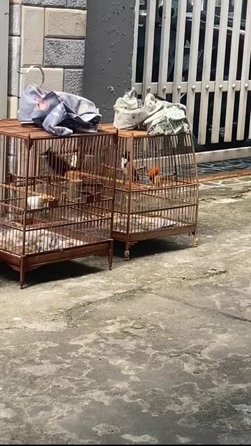 Chim cảnh có lỗi. Mua bán Chim tại Quận Sơn Trà Đà Nẵng được đăng bởi Thanh hình 1
