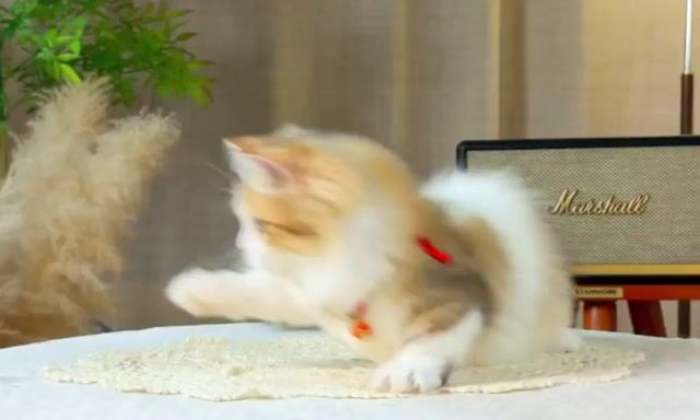 Mèo Munchkin lùn Đực Bi Golden 3,5 tháng. Mua bán Mèo tại Thành phố Thủ Đức Tp Hồ Chí Minh được đăng bởi QUYNH THI TITI hình 1