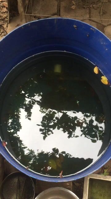 Thùng cá bảy màu full cá trống 40 -> 50 con. Mua bán Thú cưng khác tại Quận Cái Răng Cần Thơ được đăng bởi Trai Cần Thơ 65 hình 1