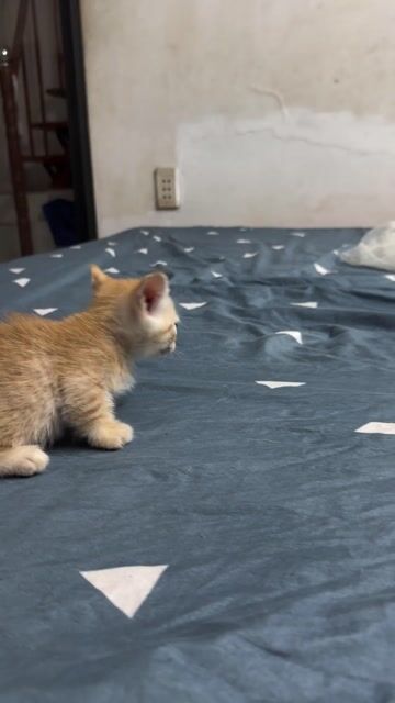 Mèo Anh lông ngắn lai ta Vàng kem chân lùn. Mua bán Mèo tại Huyện Hóc Môn Tp Hồ Chí Minh được đăng bởi Anh Thư hình 1