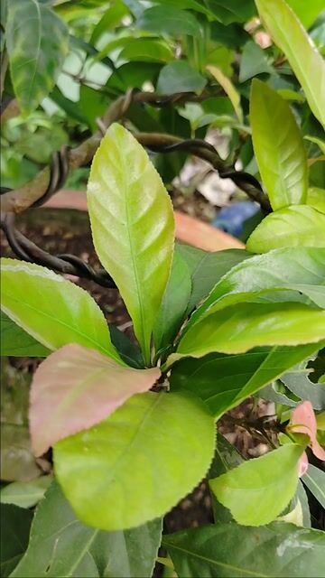Cây Lộc Vừng Bonsai Lùn lực trang trí. Mua bán Cây cảnh, đồ trang trí tại Huyện Cai Lậy Tiền Giang được đăng bởi bonsai các loại  hình 1