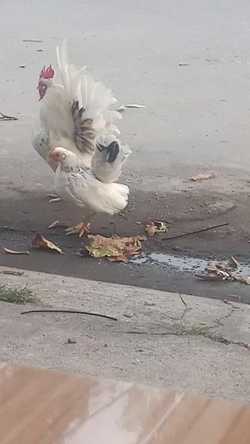 Gà Serama Trắng Đực. Mua bán Gà tại Thị xã Bến Cát Bình Dương được đăng bởi gà tre hình 1