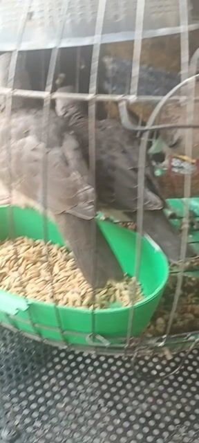 Chim Cu gáy Thái, Malai. Mua bán Chim tại Huyện Nhà Bè Tp Hồ Chí Minh được đăng bởi A Trọng hình 1