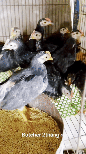 Gà Tre Butcher từ 2tháng rưỡi đến 3..4..5tháng.. Mua bán Gà tại Quận Bình Tân Tp Hồ Chí Minh được đăng bởi Butcher hình 1