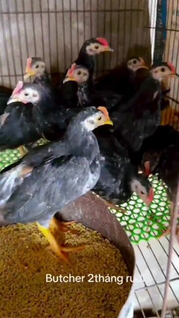 Gà Tre Butcher từ 2tháng rưỡi đến 3..4..5tháng.. Mua bán Gà tại Quận Bình Tân Tp Hồ Chí Minh được đăng bởi Butcher hình 1