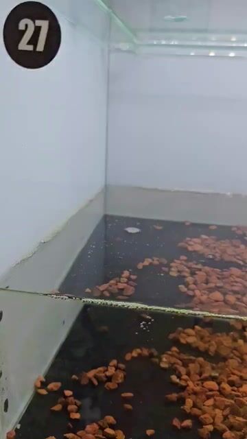 Cá lóc vảy rồng 16cm Đa sắc. Mua bán Thú cưng khác tại Quận Tân Phú Tp Hồ Chí Minh được đăng bởi Thạnh Nguyễn hình 1