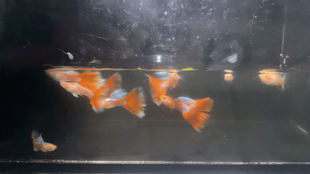 Cá Guppy Topaz đỏ. Mua bán Thú cưng khác tại Thành phố Thủ Đức Tp Hồ Chí Minh được đăng bởi Lê Đào Anh Vũ hình 1