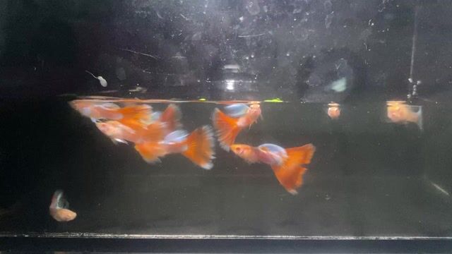 Cá Guppy Topaz đỏ. Mua bán Thú cưng khác tại Thành phố Thủ Đức Tp Hồ Chí Minh được đăng bởi Lê Đào Anh Vũ hình 1