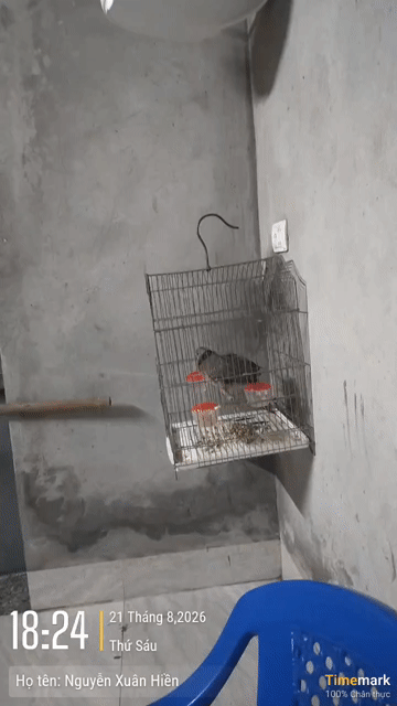 cu gáy . Mua bán Chim tại Huyện Quốc Oai Hà Nội được đăng bởi Xuân hiền  hình 1