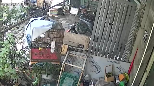 Chào mào giao lưu Cu gáy. Mua bán Chim tại Thành phố Thủ Đức Tp Hồ Chí Minh được đăng bởi Thanh Tam hình 1