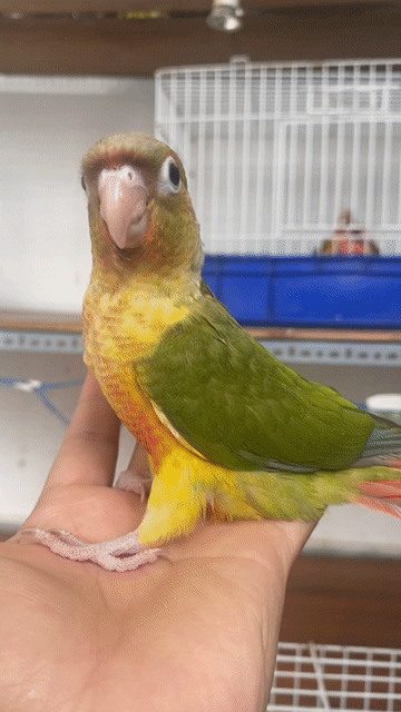 Vẹt Green Cheek tập ăn hạt, thông minh, quấn chủ. Mua bán Chim tại Quận 12 Tp Hồ Chí Minh được đăng bởi Lê Trọng Tính hình 1