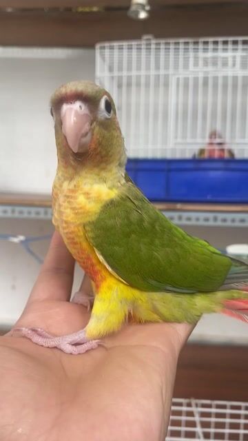 Vẹt Green Cheek tập ăn hạt, thông minh, quấn chủ. Mua bán Chim tại Quận 12 Tp Hồ Chí Minh được đăng bởi Lê Trọng Tính hình 1