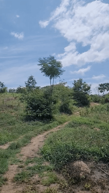 Mua bán Đất Huyện Cư Kuin Đắk Lắk diện tích 5000 m² giá 499 triệu