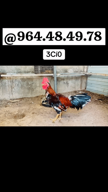 Gà Asil Mỹ Keslo 3kg2. Mua bán Gà tại Thị xã Bến Cát Bình Dương được đăng bởi Vương Tài hình 1