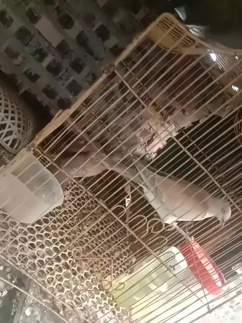 Chim cu cái 7 tháng. Mua bán Chim tại Huyện Gia Lâm Hà Nội được đăng bởi NGUYÊN KHANG NGUYÊN VŨ hình 1