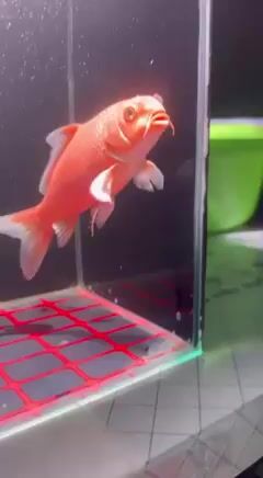 Cá chép phi tần màu Đỏ. Mua bán Thú cưng khác tại Quận Tân Phú Tp Hồ Chí Minh được đăng bởi Khoa Đăng hình 1