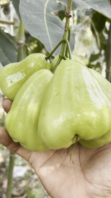 Mận Tam Hoa. Mua bán Đồ ăn, thực phẩm và các loại khác tại Thị xã Bình Minh Vĩnh Long được đăng bởi Phụ Tùng Xe Tải hình 1