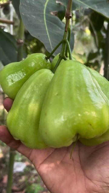 Mận Tam Hoa. Mua bán Đồ ăn, thực phẩm và các loại khác tại Thị xã Bình Minh Vĩnh Long được đăng bởi Phụ Tùng Xe Tải hình 1