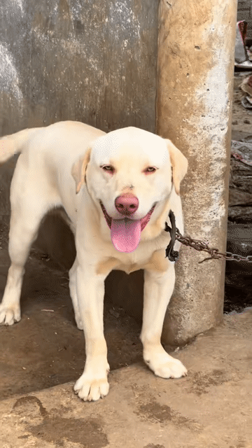 Chó Labrador vàng 24 tháng. Mua bán Chó tại Huyện Tân Lạc Hòa Bình được đăng bởi Nguyễn Đức Toàn hình 1