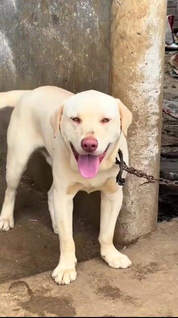 Chó Labrador vàng 24 tháng. Mua bán Chó tại Huyện Tân Lạc Hòa Bình được đăng bởi Nguyễn Đức Toàn hình 1