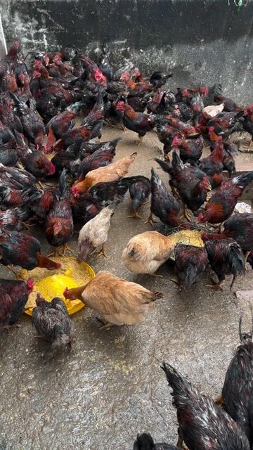 Gà Mía trống 5 tháng. Mua bán Gà tại Huyện Đan Phượng Hà Nội được đăng bởi Gà Ta Thả Vườn Hà Tây hình 1