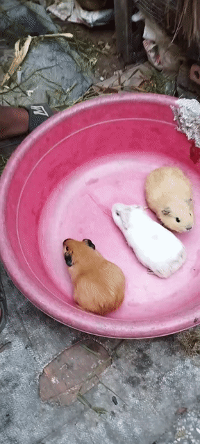 Bọ ú chuột lang mĩ. Mua bán Thú cưng khác tại Thị xã Tân Châu An Giang được đăng bởi Chuột Lang Thiên Bồng hình 1