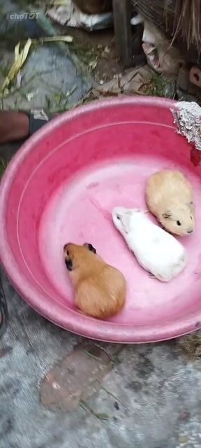 Bọ ú chuột lang mĩ. Mua bán Thú cưng khác tại Thị xã Tân Châu An Giang được đăng bởi Chuột Lang Thiên Bồng hình 1